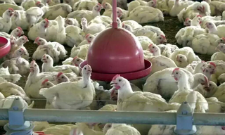 Chile e Nam&iacute;bia retomam importa&ccedil;&atilde;o de frango e total chega a 41 pa&iacute;ses