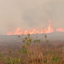 Morador reclama de inc&ecirc;ndio em &aacute;rea ao lado de hospital no Jardim Tarum&atilde; 