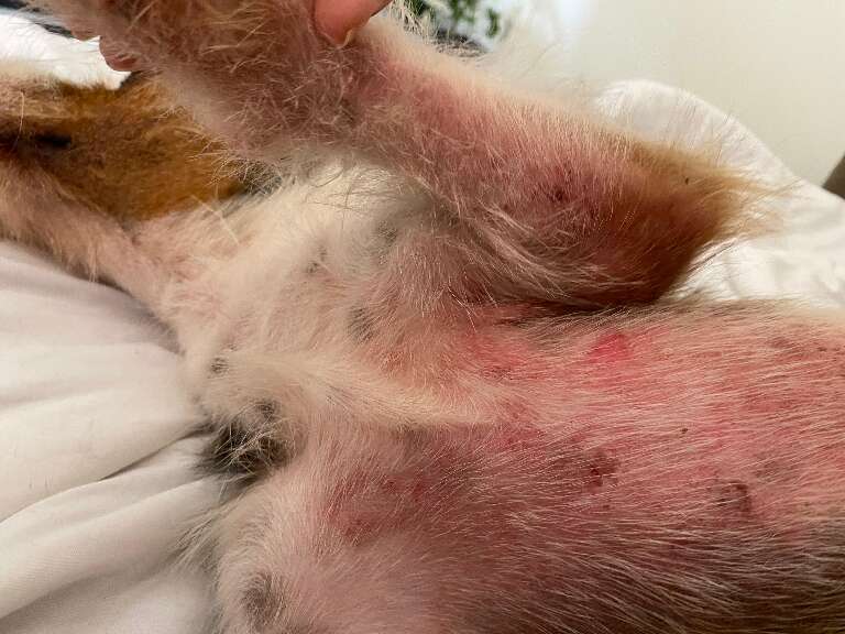 Produto de limpeza pode virar um terror na vida do cachorro; entenda