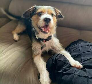 Produto de limpeza pode virar um terror na vida do cachorro; entenda Produto de limpeza pode virar um terror na vida do cachorro; entenda