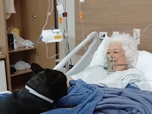 No hospital, Judith voltou a respirar melhor ap&oacute;s ver o c&atilde;o &quot;Bolsonaro&quot;
