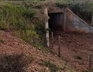 Ibama vai fiscalizar passarelas de fauna na BR-262, a rodovia mais letal de MS