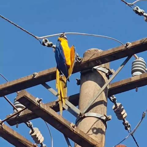 Arara morre eletrocutada em fia&ccedil;&atilde;o e caso alerta sobre quem acionar na Capital