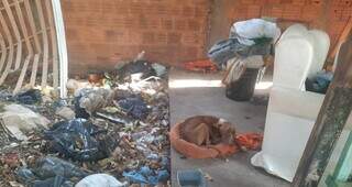 Homem &eacute; preso por deixar pitbull sem &aacute;gua, comida e abrigo 