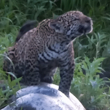 On&ccedil;a filhote n&atilde;o se intimida e abate anta gigante no Pantanal