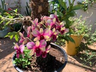 Decco j&aacute; cuidou de gado, mas hoje quem manda na rotina s&atilde;o as flores