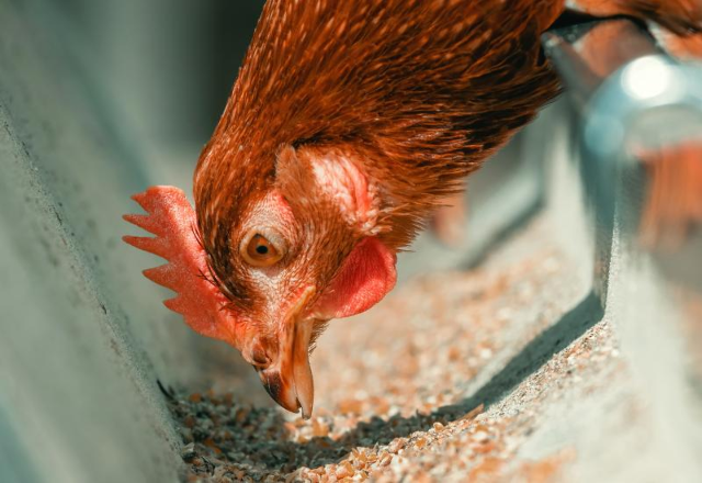 MS exporta 104,3 mil toneladas de frango e Jap&atilde;o lidera compras