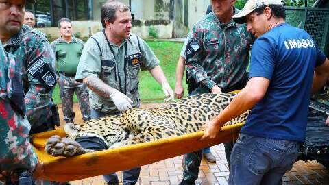 On&ccedil;a que matou Jorginho teve de ser retirada do Estado por receio de vingan&ccedil;a
