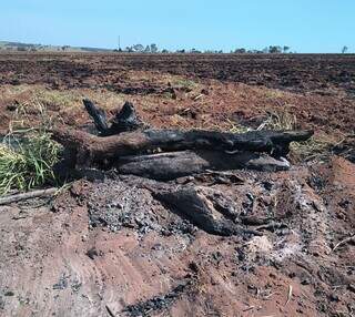 Multa de R$ 96 mil &eacute; aplicada por queimada irregular flagrada por sat&eacute;lite