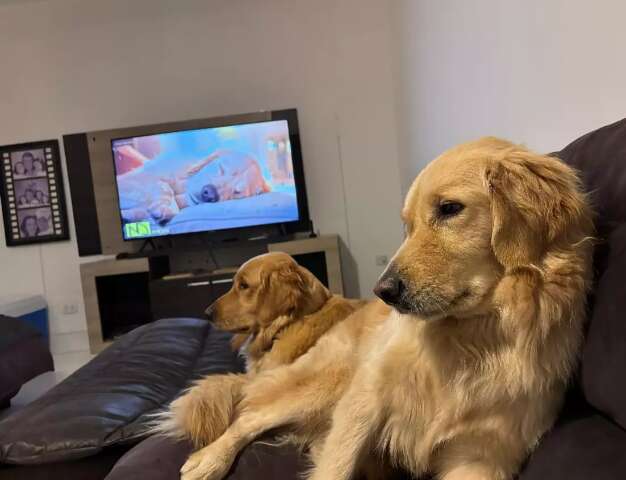 Playlists para c&atilde;es ajudam a reduzir estresse e melhorar bem-estar
