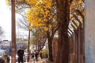 Ip&ecirc;s amarelos transformam rua em espet&aacute;culo de cor e atraem fam&iacute;lias