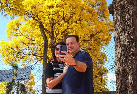 Ip&ecirc;s amarelos transformam rua em espet&aacute;culo de cor e atraem fam&iacute;lias