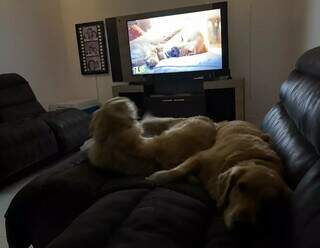 Playlists para cães ajudam a reduzir estresse e melhorar bem-estar Playlists para cães ajudam a reduzir estresse e melhorar bem-estar