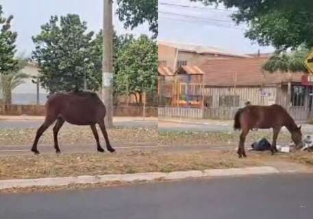 Cavalos soltos reviram lixo e s&atilde;o risco de acidente na Avenida dos Cafezais