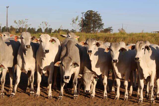 Embrapa vai leiloar 192 cabe&ccedil;as de gado criadas no Pantanal 