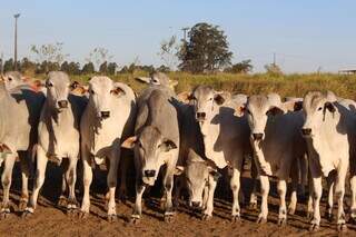 Embrapa vai leiloar 192 cabe&ccedil;as de gado criadas no Pantanal 