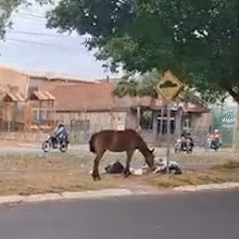Cavalos soltos reviram lixo e s&atilde;o risco de acidente na Avenida dos Cafezais