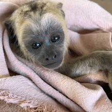 Filhote de macaco bugio sobrevive ap&oacute;s levar choque el&eacute;trico, mas fica &oacute;rf&atilde;o