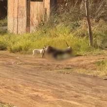 Moradores relatam ataques de pitbulls soltos em bairro e pedem interven&ccedil;&atilde;o