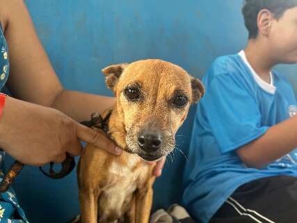 Saiba quais bairros recebem neste m&ecirc;s atendimento veterin&aacute;rio gratuito