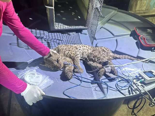 Jaguatirica beb&ecirc; &eacute; resgatada com ferimentos em dep&oacute;sito de Corumb&aacute;
