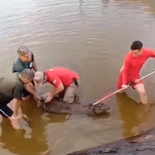 Capivaras e jacar&eacute; ficam presos em &aacute;gua de aterro sanit&aacute;rio