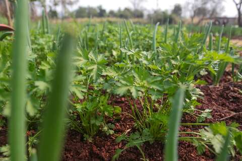 Governo federal destina R$ 3,1 milh&otilde;es para agricultura familiar de MS
