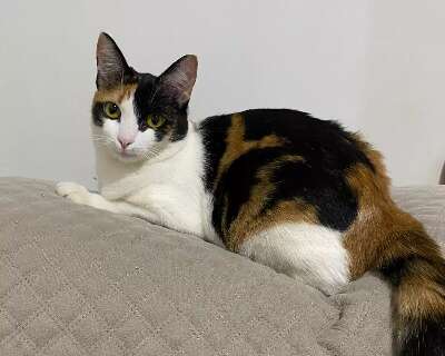 Casal procura por &quot;Marji&quot;, gata tricolor que desapareceu no Tijuca