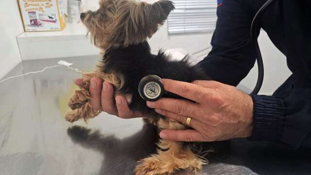 Cachorro tamb&eacute;m morre do cora&ccedil;&atilde;o e ignorar tosse pode ser fatal