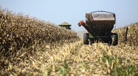 Safra de milho chega a 90,9% colhida em MS com risco de perdas no sul