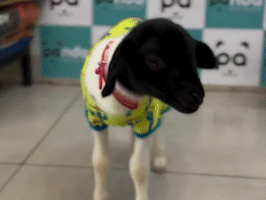 Dona paga at&eacute; spa para os cabritos Bento e Princesa em pet shop