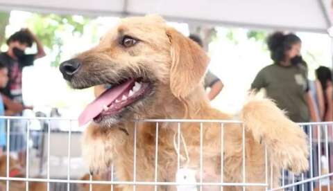 Veneno agr&iacute;cola, fipronil &eacute; vendido de forma indiscriminada para uso em c&atilde;es 