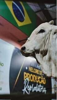 16&ordm; Leil&atilde;o de Touros oferece 150 reprodutores Nelore na Capital