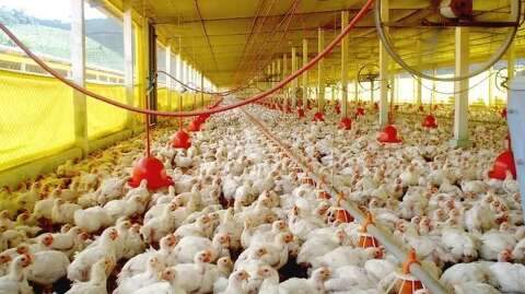 Uni&atilde;o Europeia reconhece o Brasil como livre de gripe avi&aacute;ria