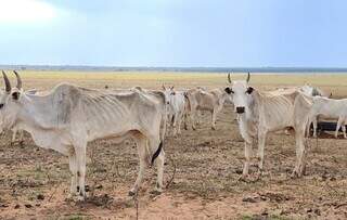 Fazendeiro &eacute; multado em R$ 368,5 mil por gado desnutrido e animais mortos