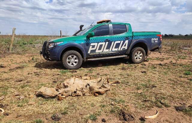 Fazendeiro &eacute; multado em R$ 368,5 mil por gado desnutrido e animais mortos