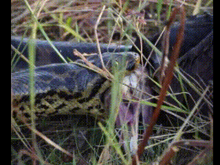 Urubu vira caf&eacute; da manh&atilde; engolido por sucuri no Pantanal