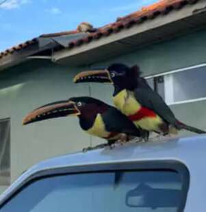 Considerado raro, primo colorido do tucano &eacute; visto na Base A&eacute;rea