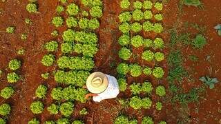 Prefeitura abre chamada p&uacute;blica para compra de alimentos da agricultura familiar