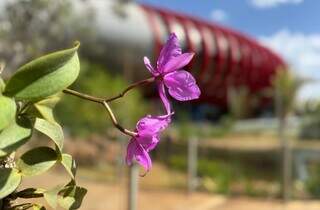 S&iacute;mbolo de Mato Grosso do Sul, orqu&iacute;dea entra no &ldquo;acervo&rdquo; do Bioparque Pantanal