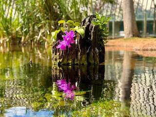 S&iacute;mbolo de Mato Grosso do Sul, orqu&iacute;dea entra no &ldquo;acervo&rdquo; do Bioparque Pantanal