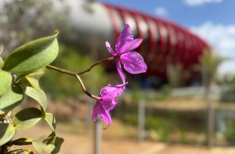 S&iacute;mbolo de Mato Grosso do Sul, orqu&iacute;dea entra no &ldquo;acervo&rdquo; do Bioparque Pantanal