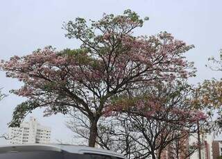 Mais p&aacute;lido do que os do Cerrado, ip&ecirc; &ldquo;importado&rdquo; tamb&eacute;m colore a cidade 