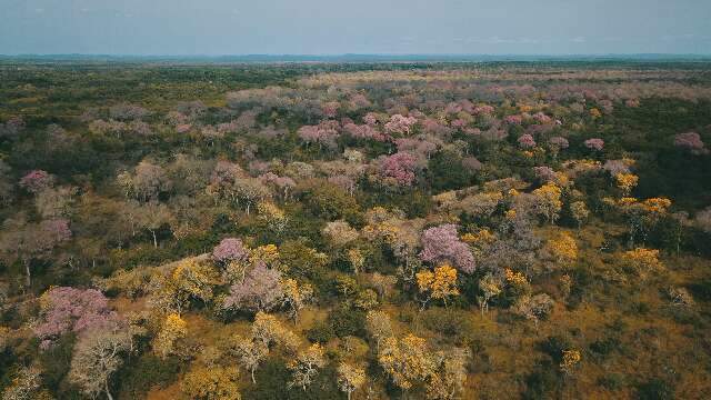 Ip&ecirc;s roxos, amarelos e brancos t&ecirc;m florada sincronizada na BR-262 
