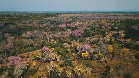 Ip&ecirc;s roxos, amarelos e brancos t&ecirc;m florada sincronizada na BR-262 