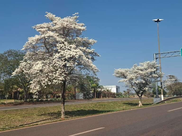Campo Grande News