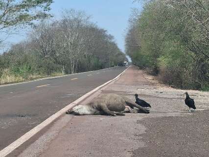 Cena triste: anta &eacute; encontrada morta ap&oacute;s atropelamento em Miranda 