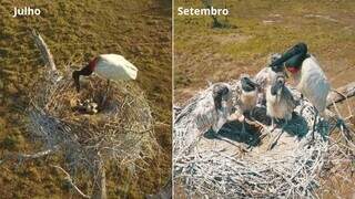Fot&oacute;grafo registra crescimento de filhotes de tuiui&uacute; em Miranda