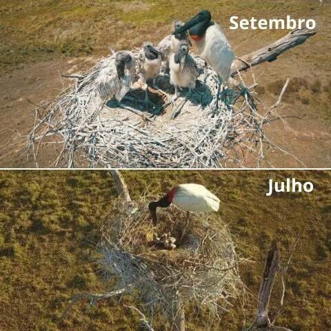 Fot&oacute;grafo registra crescimento de filhotes de tuiui&uacute; em Miranda