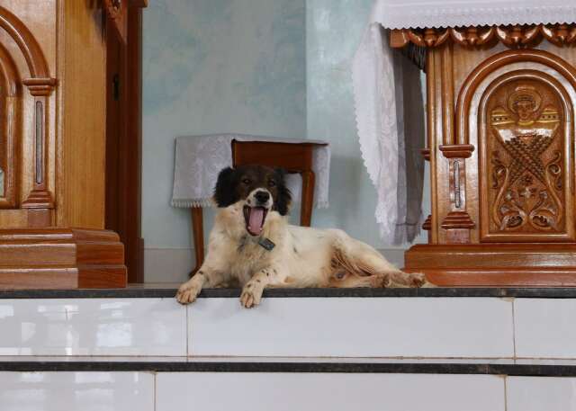 Cachorro da par&oacute;quia pede carinho, mas recado alerta: &ldquo;ele &eacute; falso&rdquo;